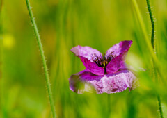 むらさきのポピー