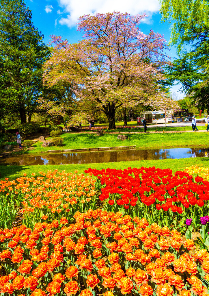 昭和記念公園-01783