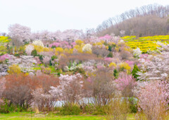 福島・花見山