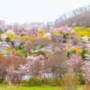 福島・花見山