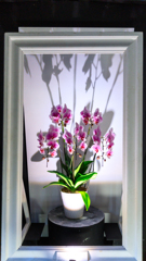 栃木花センター