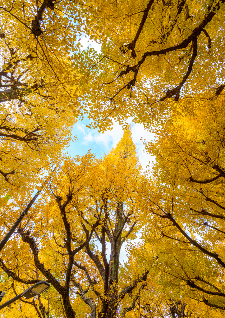 外苑・銀杏並木