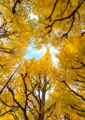 外苑・銀杏並木