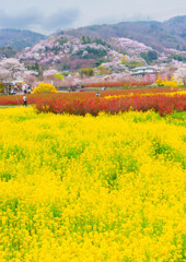 福島・花見山