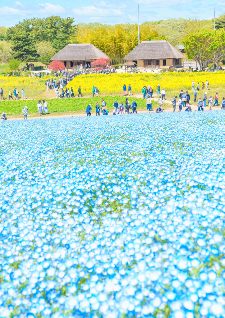 ひたち海浜公園-02078