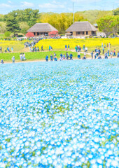 ひたち海浜公園-02078