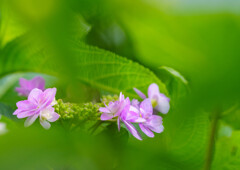 権現堂・紫陽花
