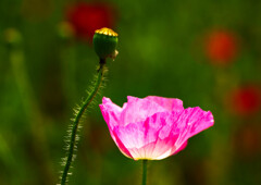 ポピー