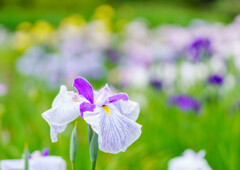 守谷・花菖蒲