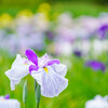 守谷・花菖蒲