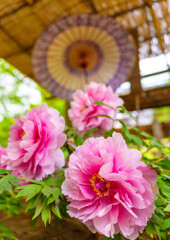 上野東照宮