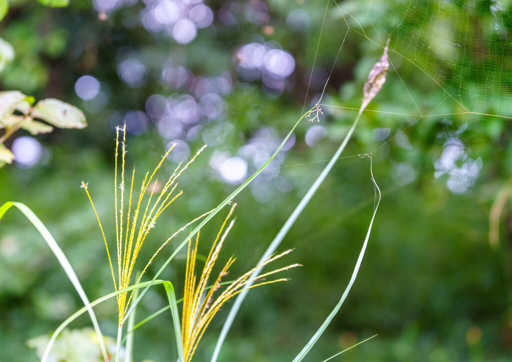 森林公園・ススキ