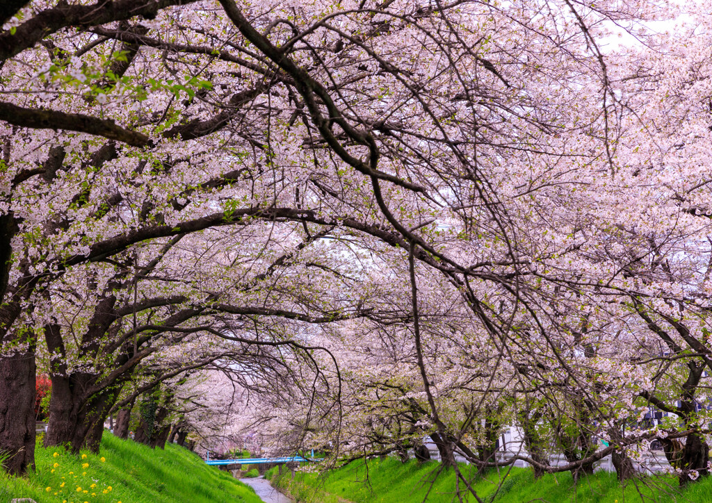 唐沢川の桜