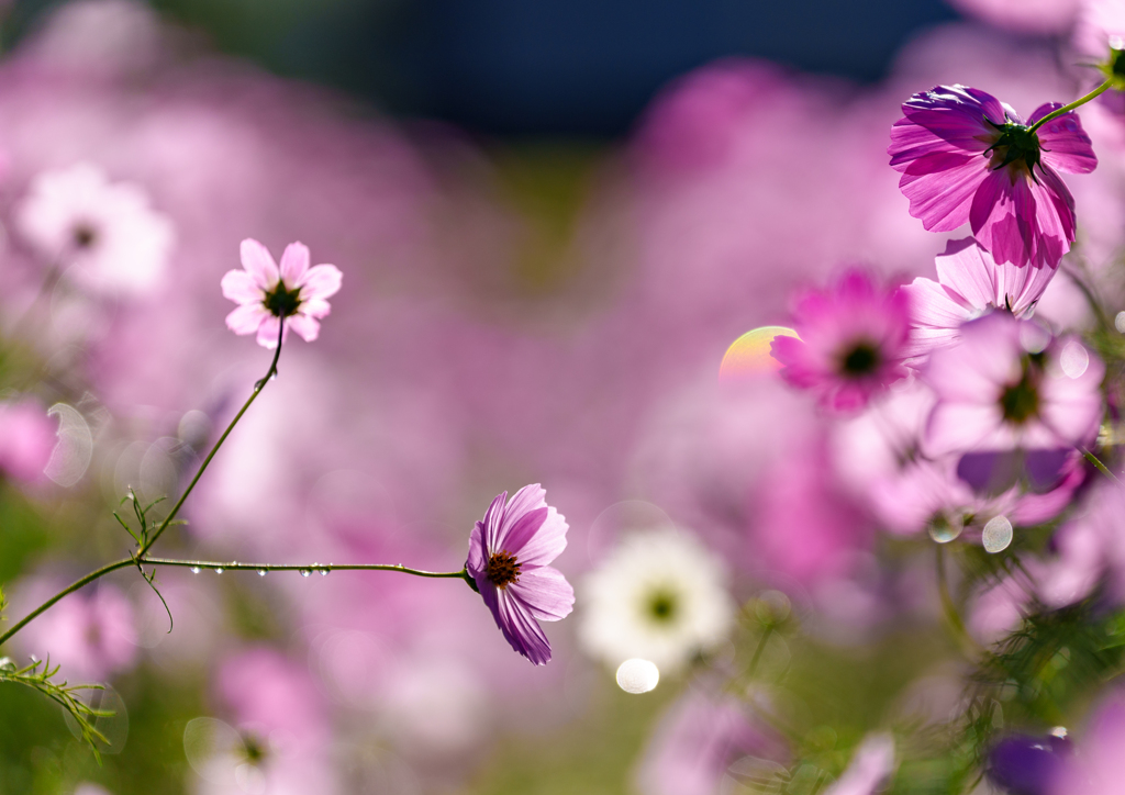 牛島・コスモス