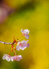 松田町・河津桜