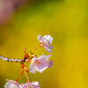 松田町・河津桜