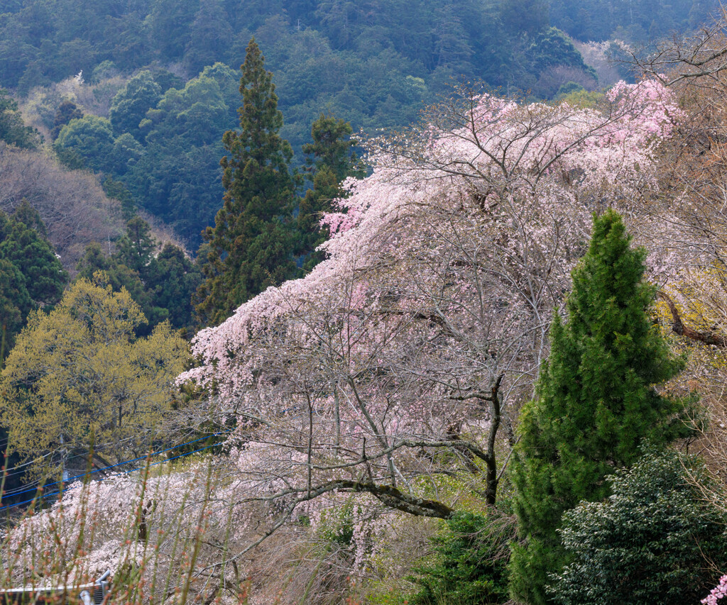 栃木・大山寺 ５