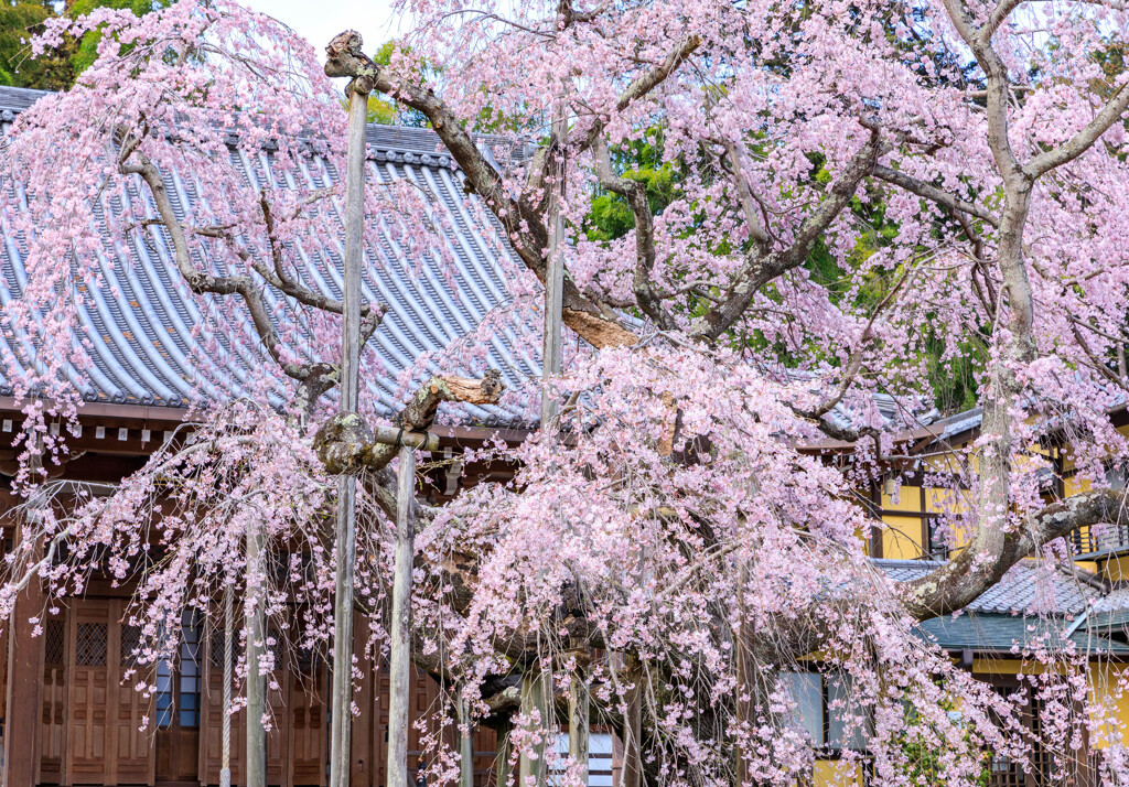 栃木・大山寺 2