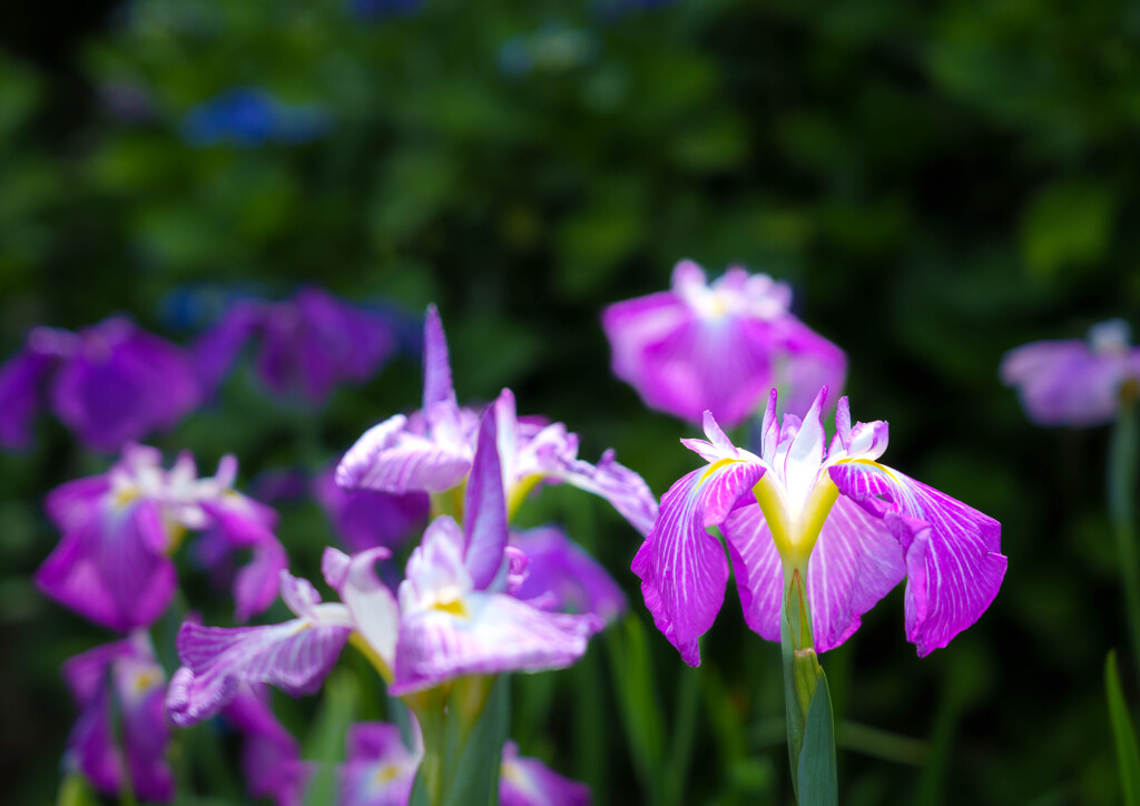 菖蒲