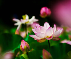 古河・蓮