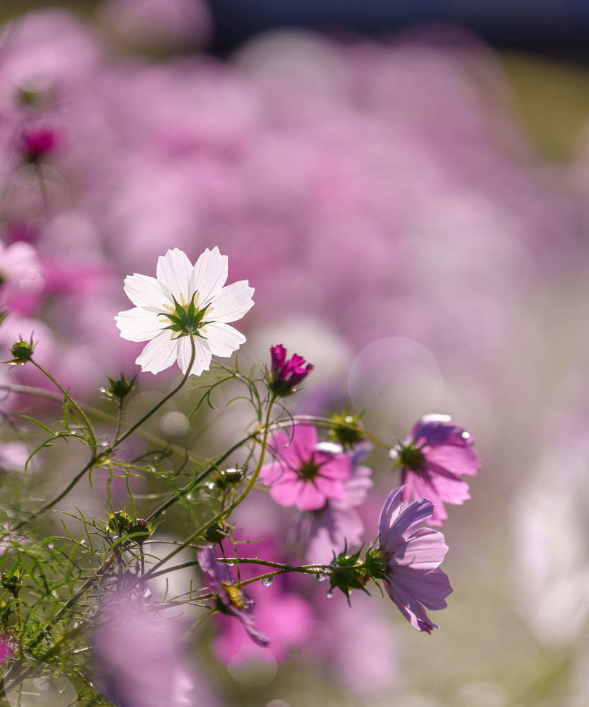 牛島・コスモス