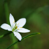 昭和記念公園