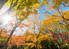 森林公園