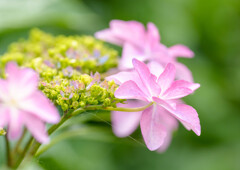 権現堂・紫陽花
