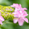 権現堂・紫陽花