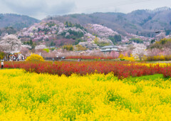 福島・花見山