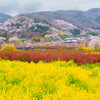福島・花見山