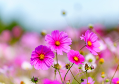 蓮田・コスモス