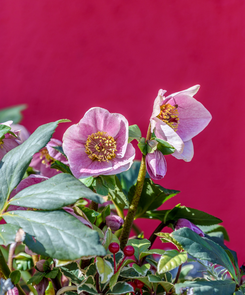 アンデルセン公園