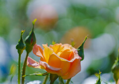 オレンジの薔薇