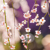 大宮第二公園・梅