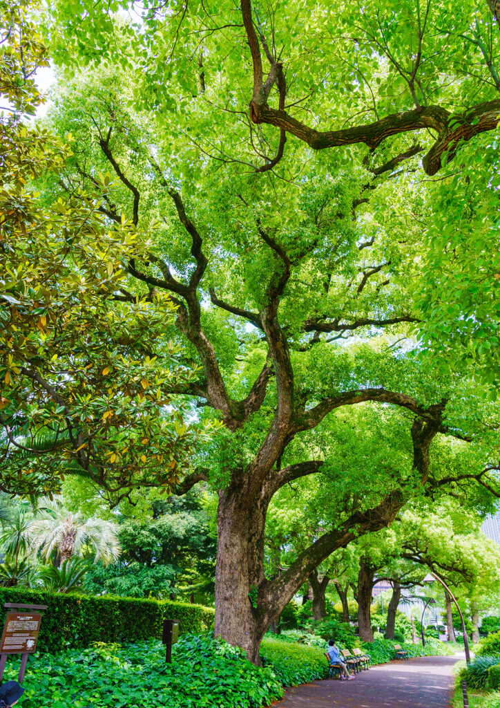 日比谷公園の大きな木
