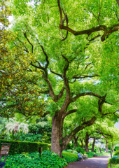 日比谷公園の大きな木