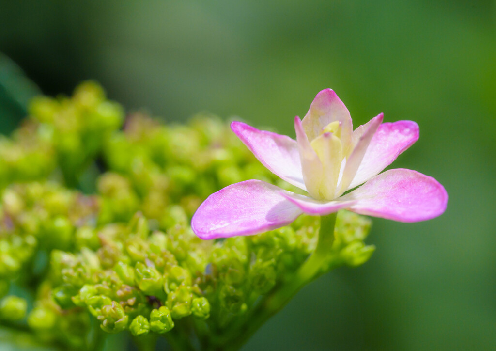 ピンクの紫陽花