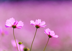 蓮田・コスモス