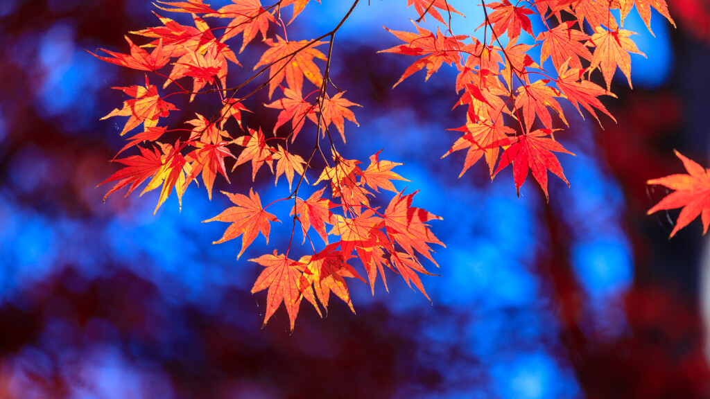 森林公園