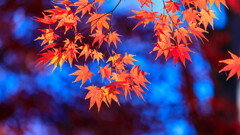 森林公園
