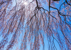 しだれ桜