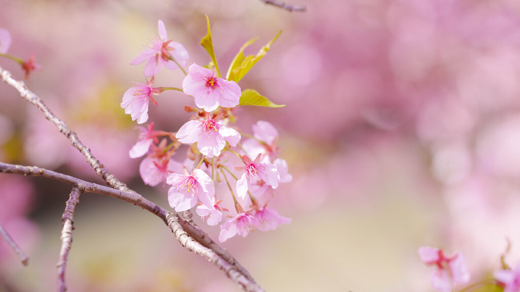 久喜・河津桜