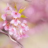 久喜・河津桜
