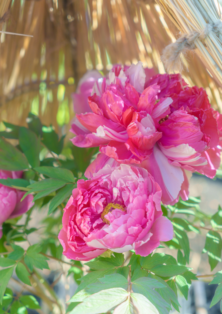 東照宮・寒牡丹