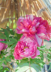 東照宮・寒牡丹