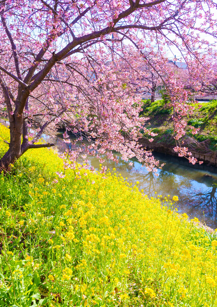 鷲宮・河津桜