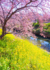 鷲宮・河津桜