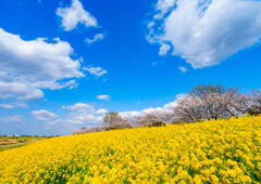 関宿城公園