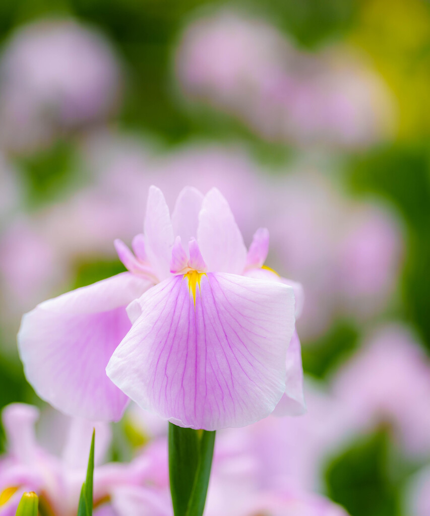 守谷・花菖蒲